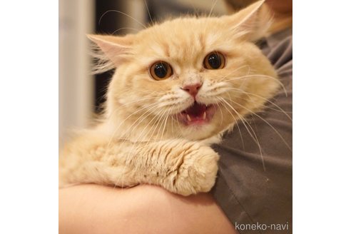 こむぎちゃん1枚目